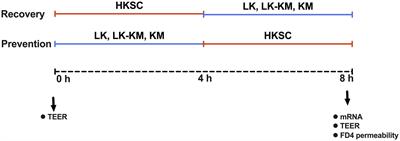 Enhanced probiotic potential of Lactobacillus kefiranofaciens OSU-BDGOA1 through co-culture with Kluyveromyces marxianus bdgo-ym6